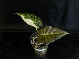 Alocasia Regal Shield Albo