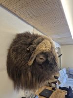 Moschusoche