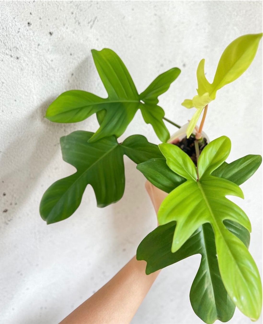 Piante & sementi: Philodendron Florida Ghost💚 – Usato da Glattpark(Opfikon) venduto da ste_n99y