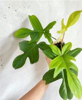 Philodendron Florida Ghost💚