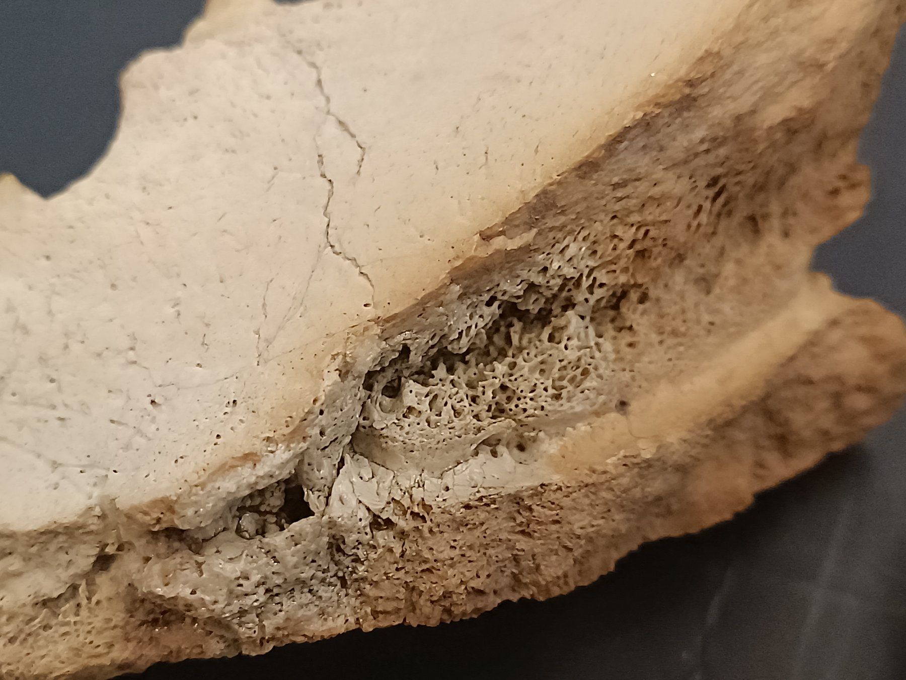 Fossilien: Versteinerung Zähne Kiefer – Gebraucht aus Reiden von Zofi-Brocki 3