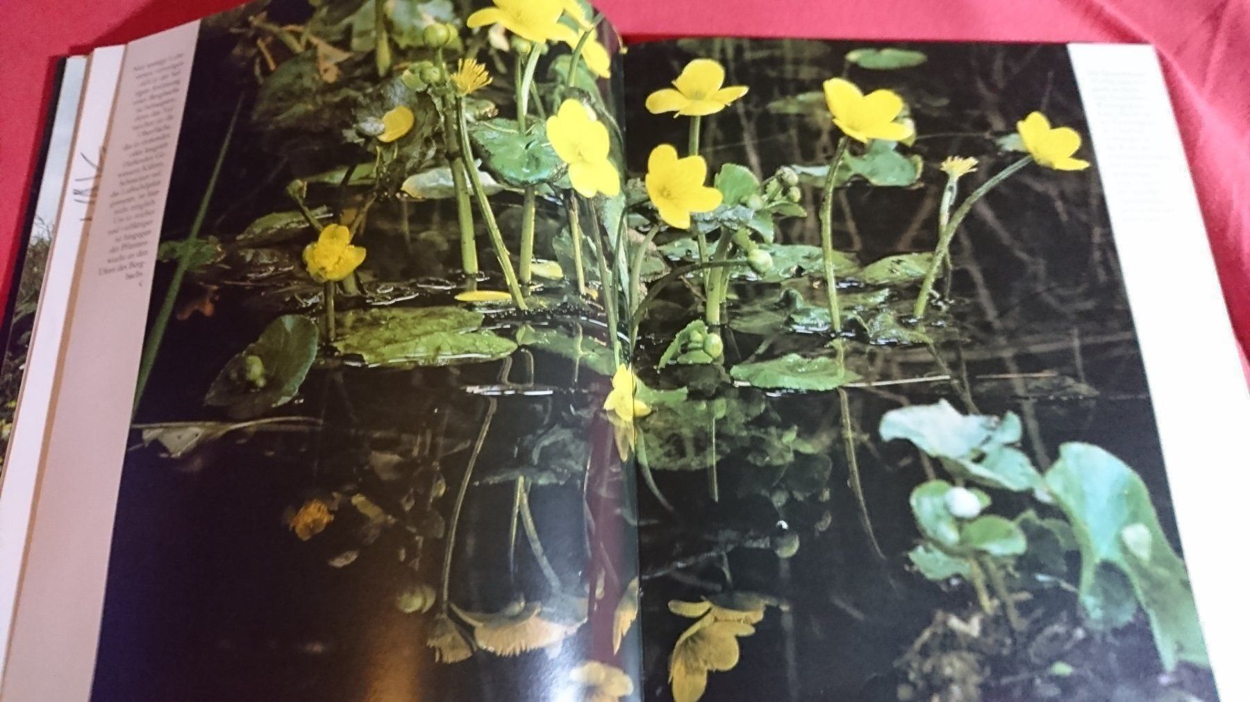 Libri: Die Natur in der wir leben – Usato da Remetschwil venduto da Privatflohmi 1