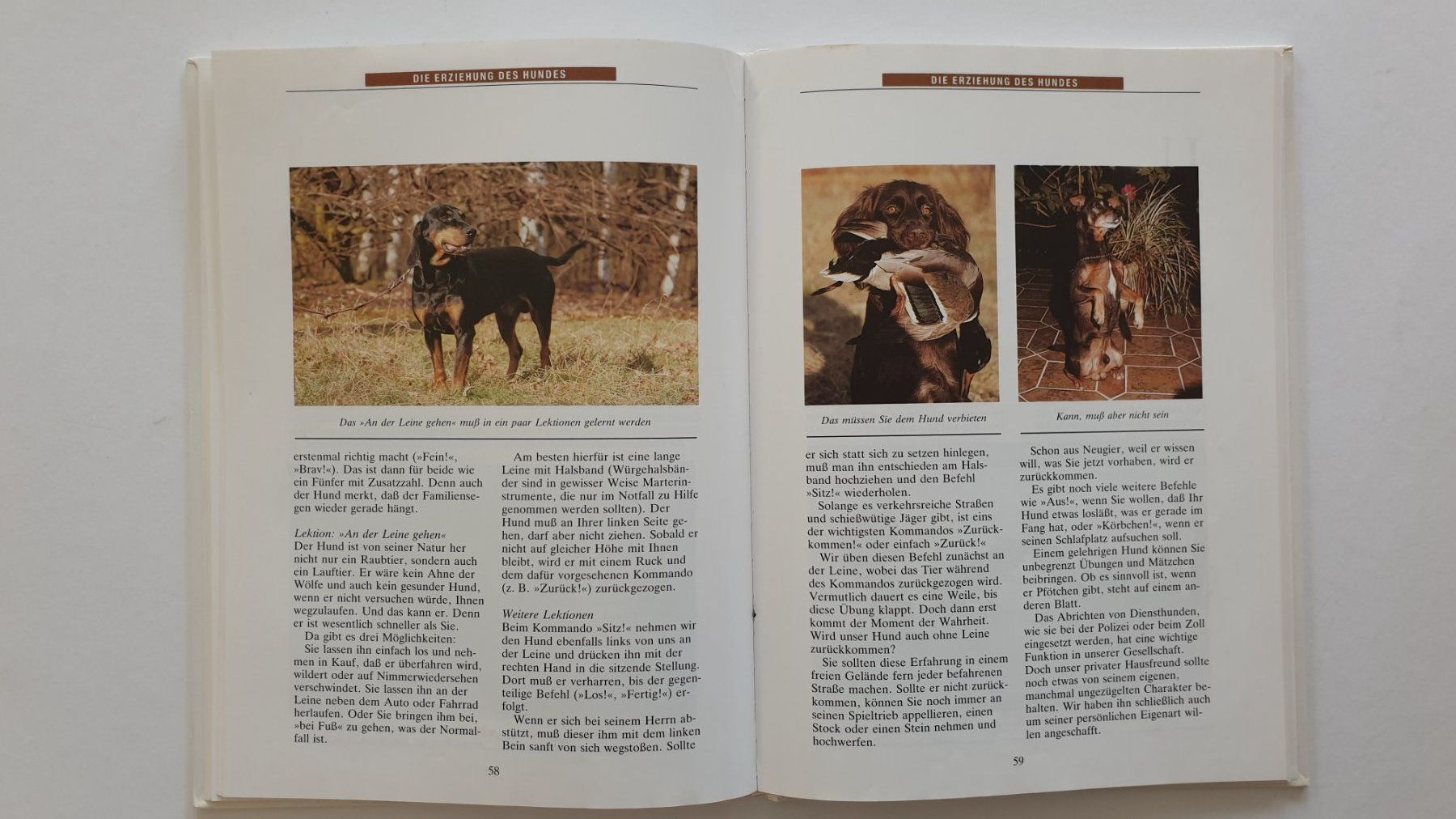 Libri: Hundebücher – Usato da Goldach venduto da armando_r 4