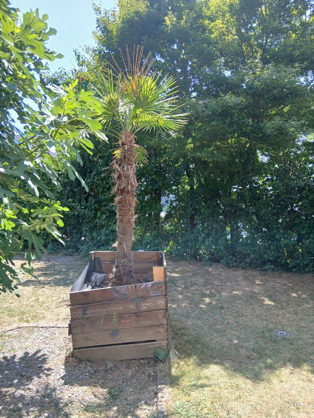 Piante & sementi: Palme – Usato da Fislisbach venduto da Almamo