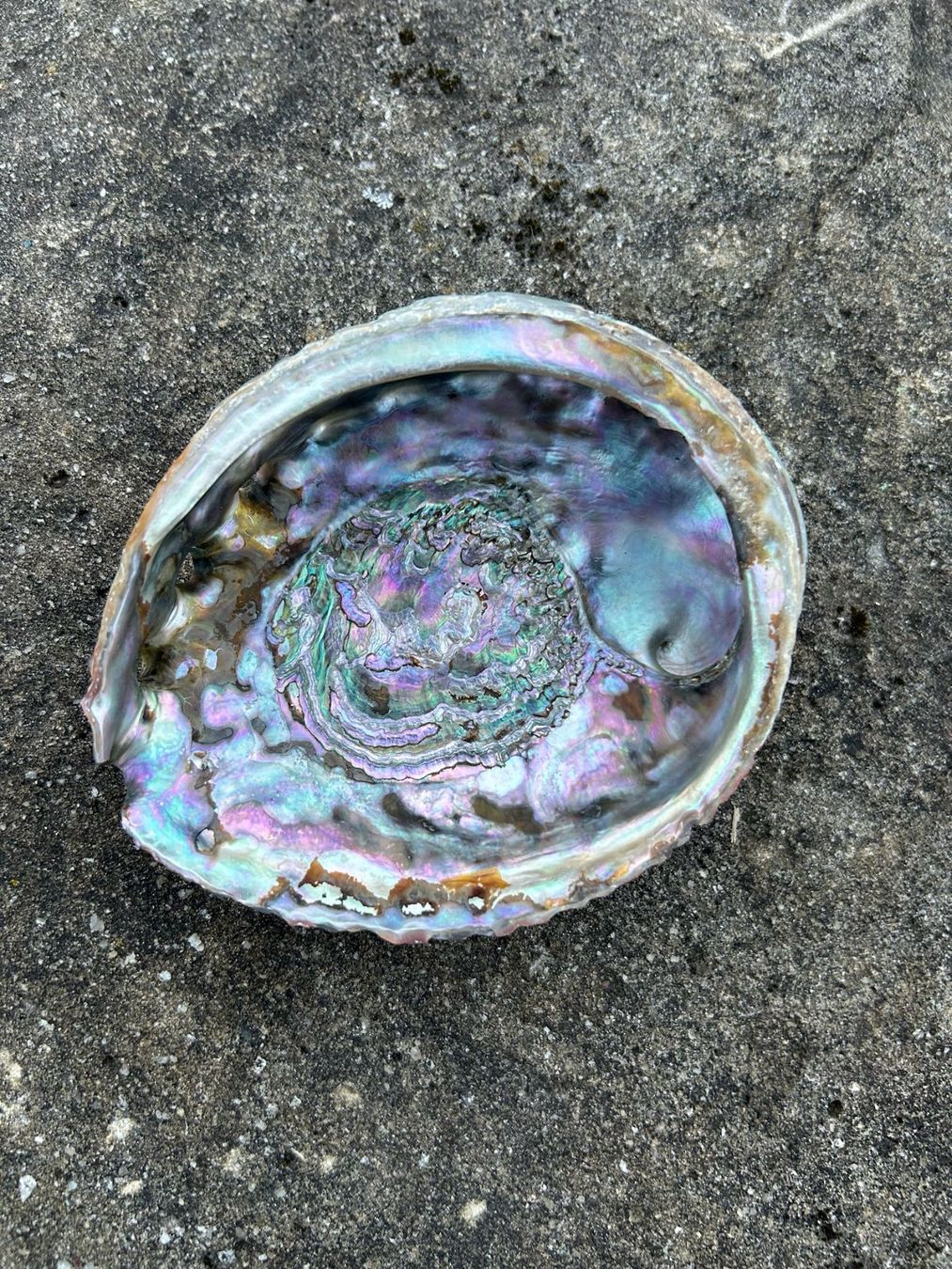 Tutte le decorazioni: Abalone Muschel 137mm – Nuovo (secondo la descrizione) da Giswil venduto da Pearllure 1