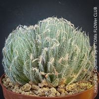 Haworthia capillaris - seltene südafrikanische Art