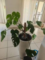 Grosse Monstera Deliciosa Zimmerpflanze im Topf