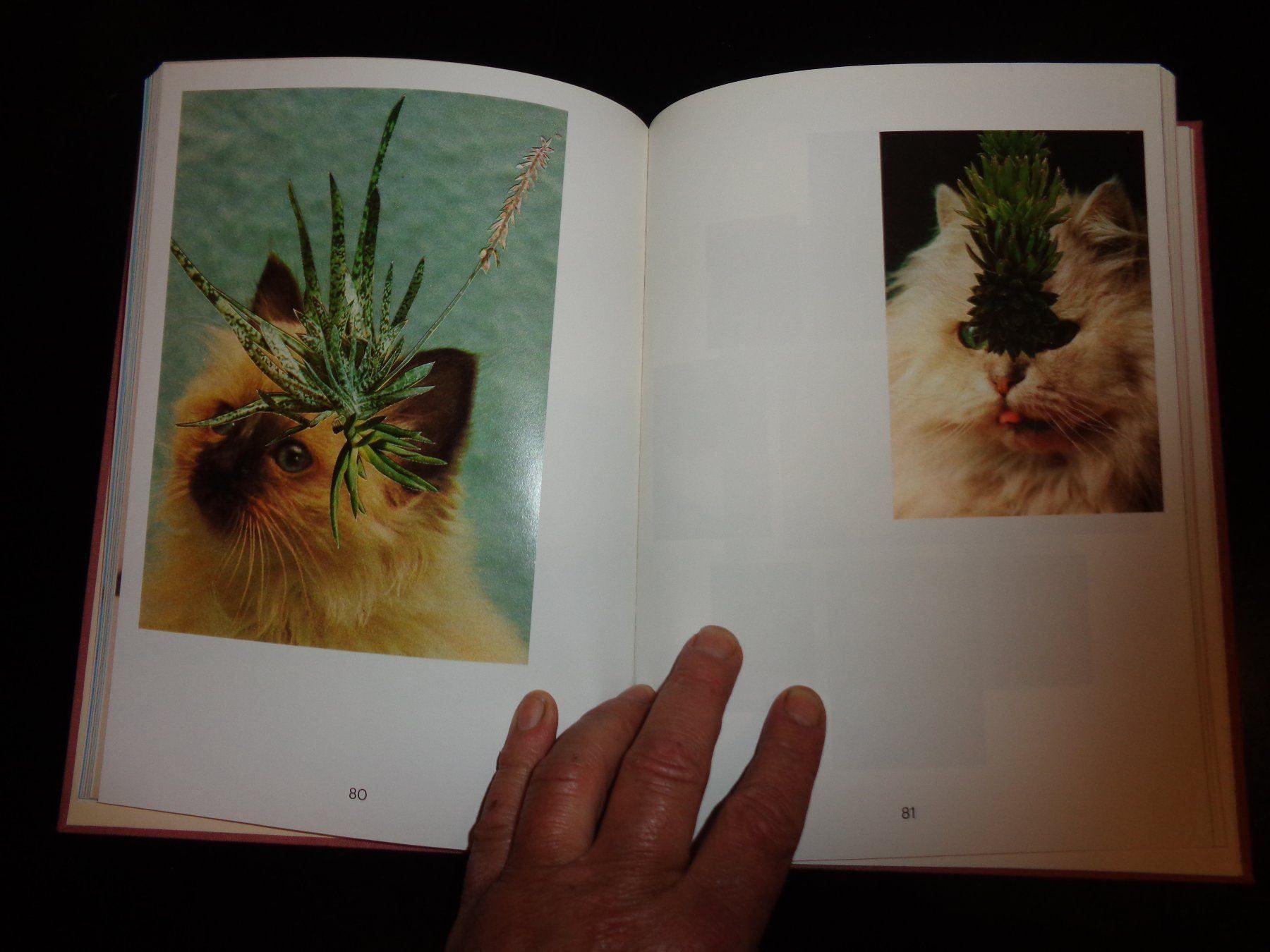 Libri: CATS and Plants Stephen Eichhorn – Usato da Welschenrohr venduto da Regool 1