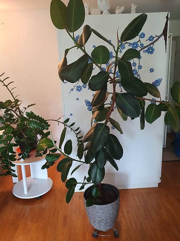 Pflanzen & Samen: Gummibaum (Ficus elastica 160 cm – Gebraucht aus Schliern b.Köniz von Nalsa 4