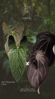 Anthurium Fort Sherman x (BW x RVC)