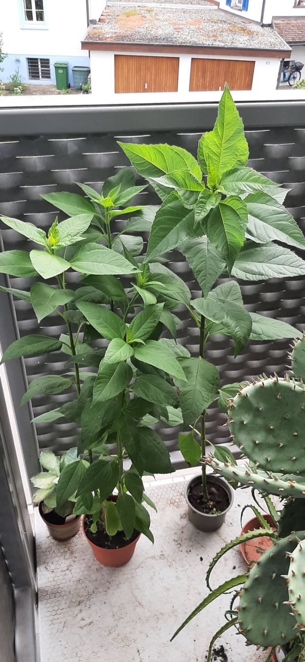 Piante & sementi: Essbare Knollen-Sonnenblume Winterhart – Nuovo e nell'imballaggio originale da Kreuzlingen venduto da Vwpassat6 3