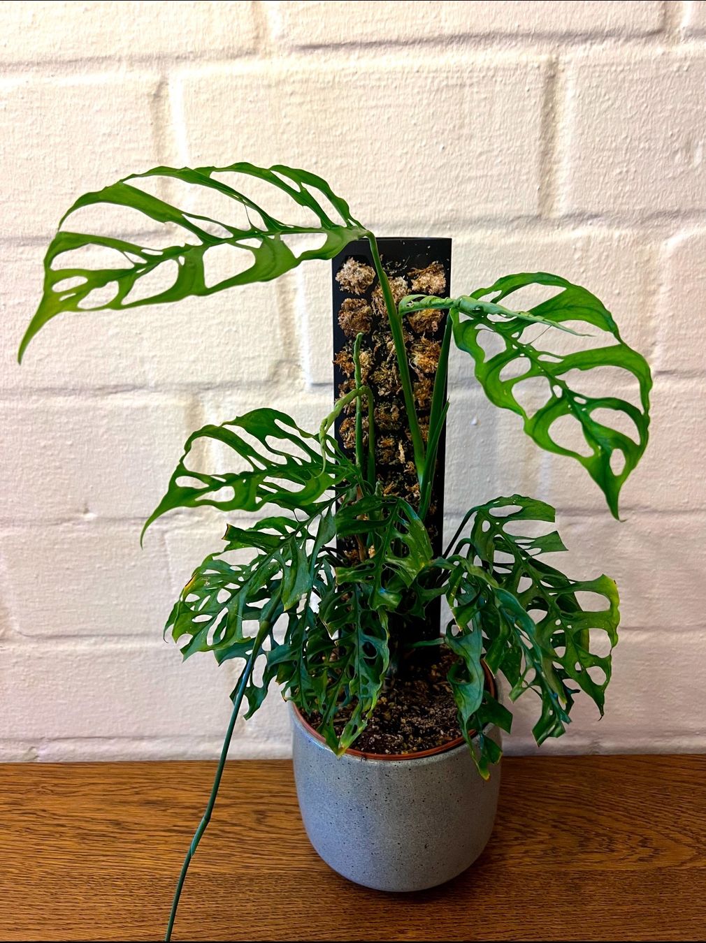 Monstera obliqua 'Peru' Jungpflanze Ableger  (Gebraucht) in Bern fr  CHF 16  mit Lieferung auf Ricardo kaufen