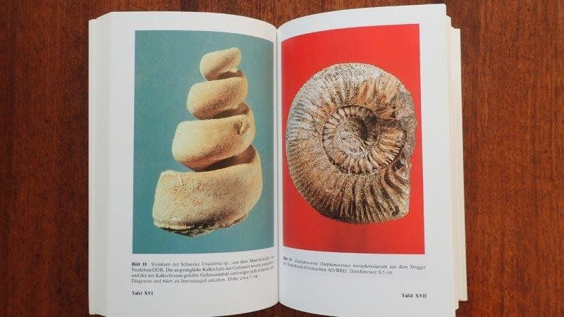 Bücher: Fossilien Bücher – Gebraucht aus Rickenbach BL von Oktober68 3