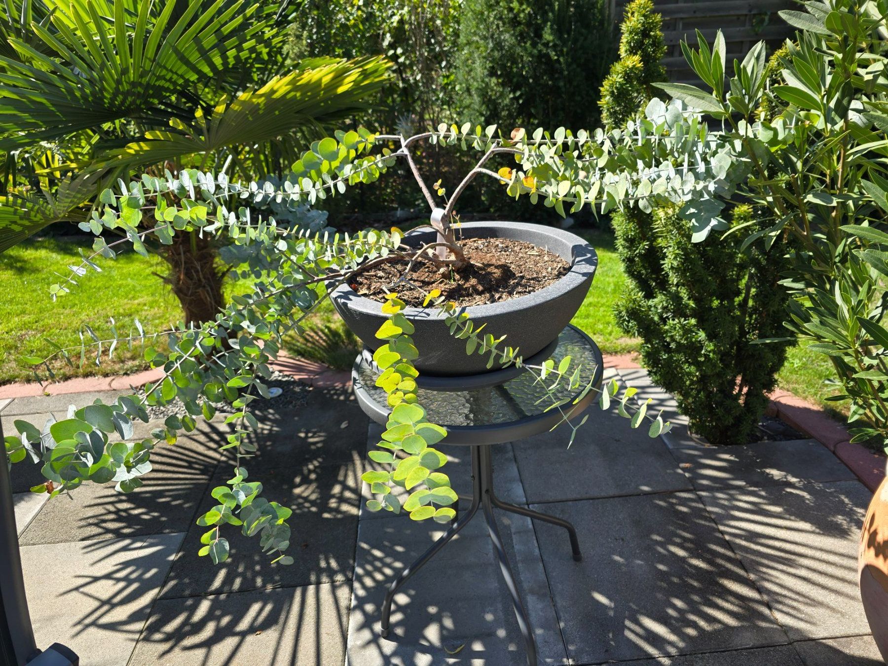 Piante & sementi: Besonderer Eukalyptus in Schale – Nuovo (secondo la descrizione) da Aarburg venduto da popkorn65 6