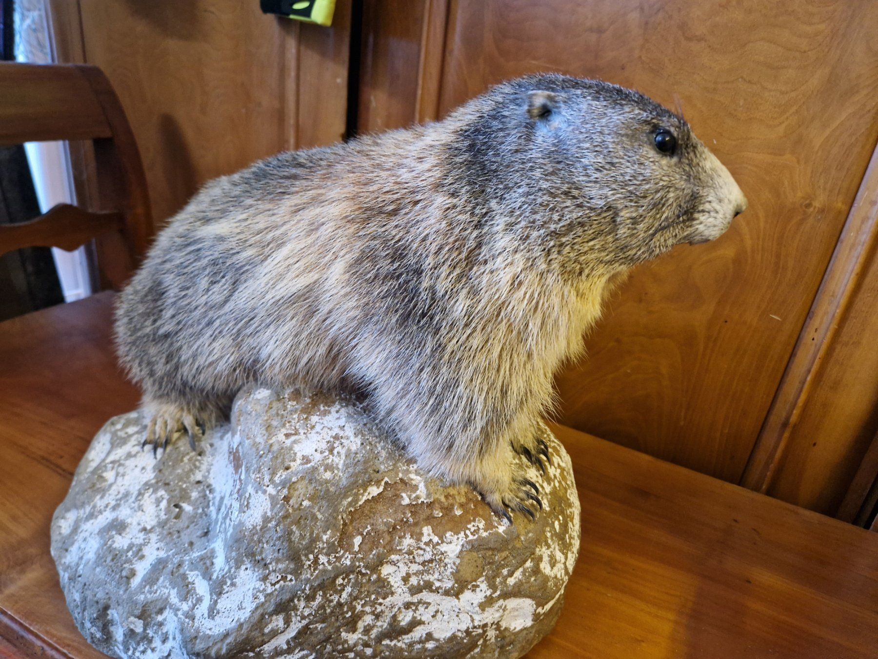 Welt der Tiere: Murmeltier – Gebraucht aus Wetzikon ZH von Hella73