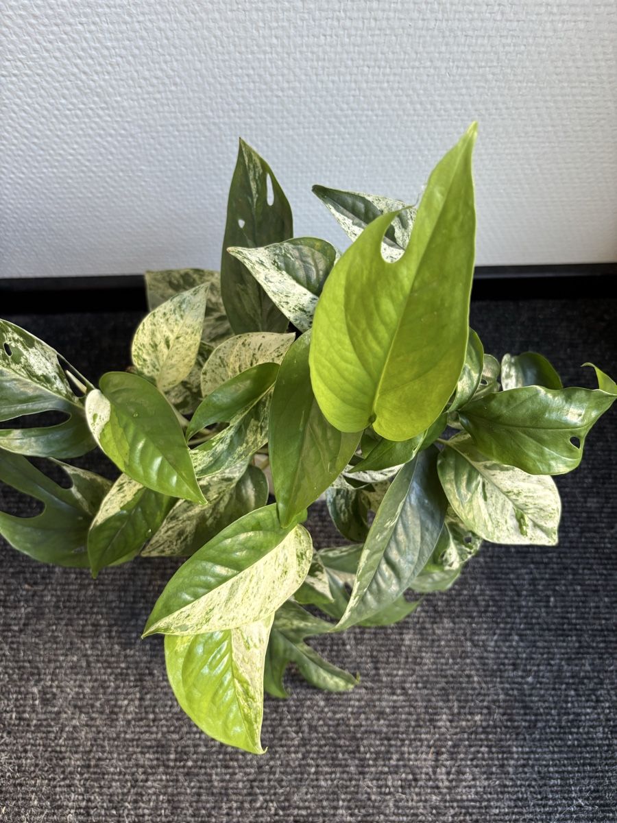 Plantes & graines: Epipremnum Pinnatum Marble, Marble Pothos – D'occasion à Alpnach Dorf par lisa_plants 4