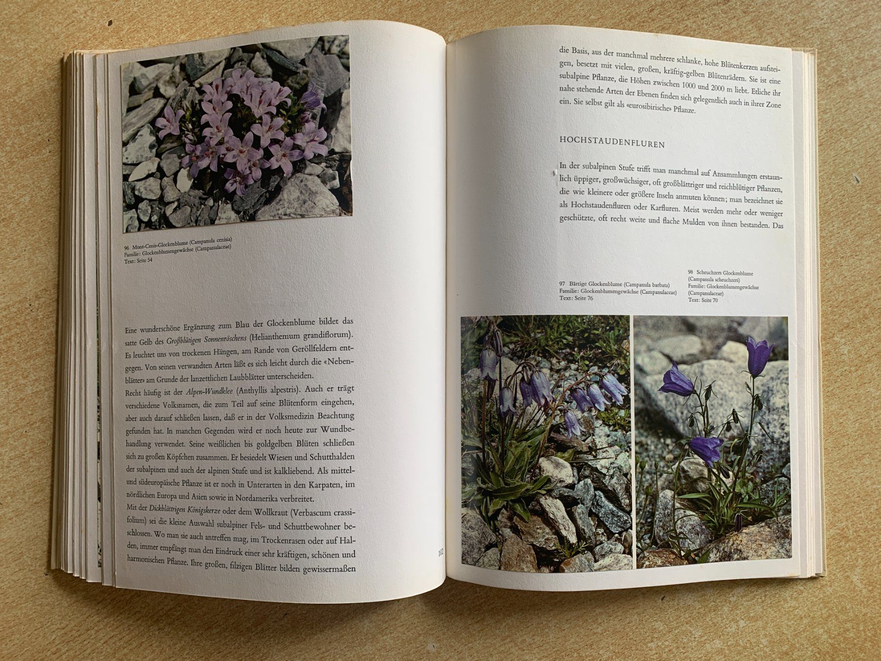 Bücher: Buch "Alpenblumen" – Gebraucht aus Flums von finn1975 6