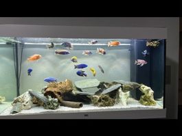 Juwel Aquarium 350 Liter