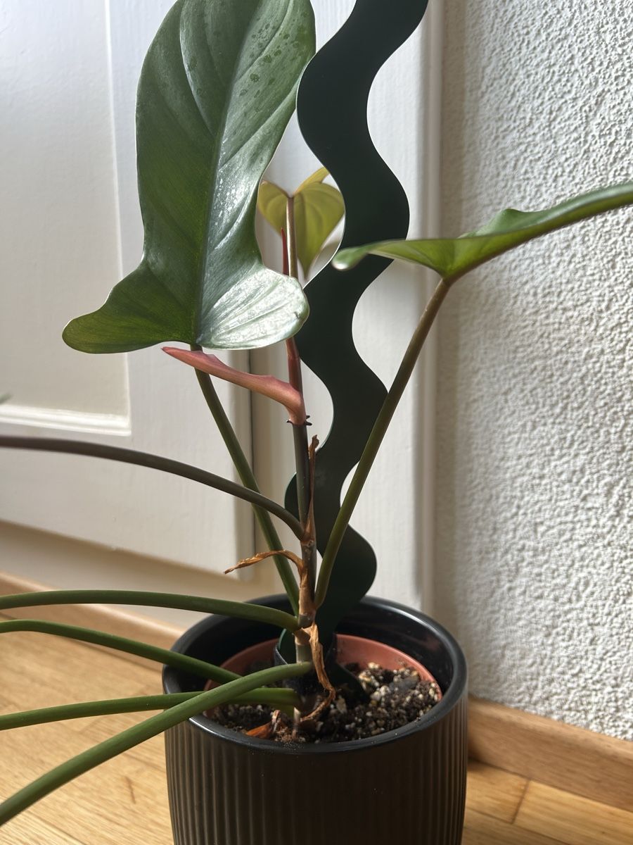Piante & sementi: Philodendron Flordia Bronze – Usato da Zürich venduto da fabuulois 2