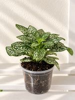 🌿 Hypoestes / Punkte-Pflanze – wunderschöne Zimmerpflanze