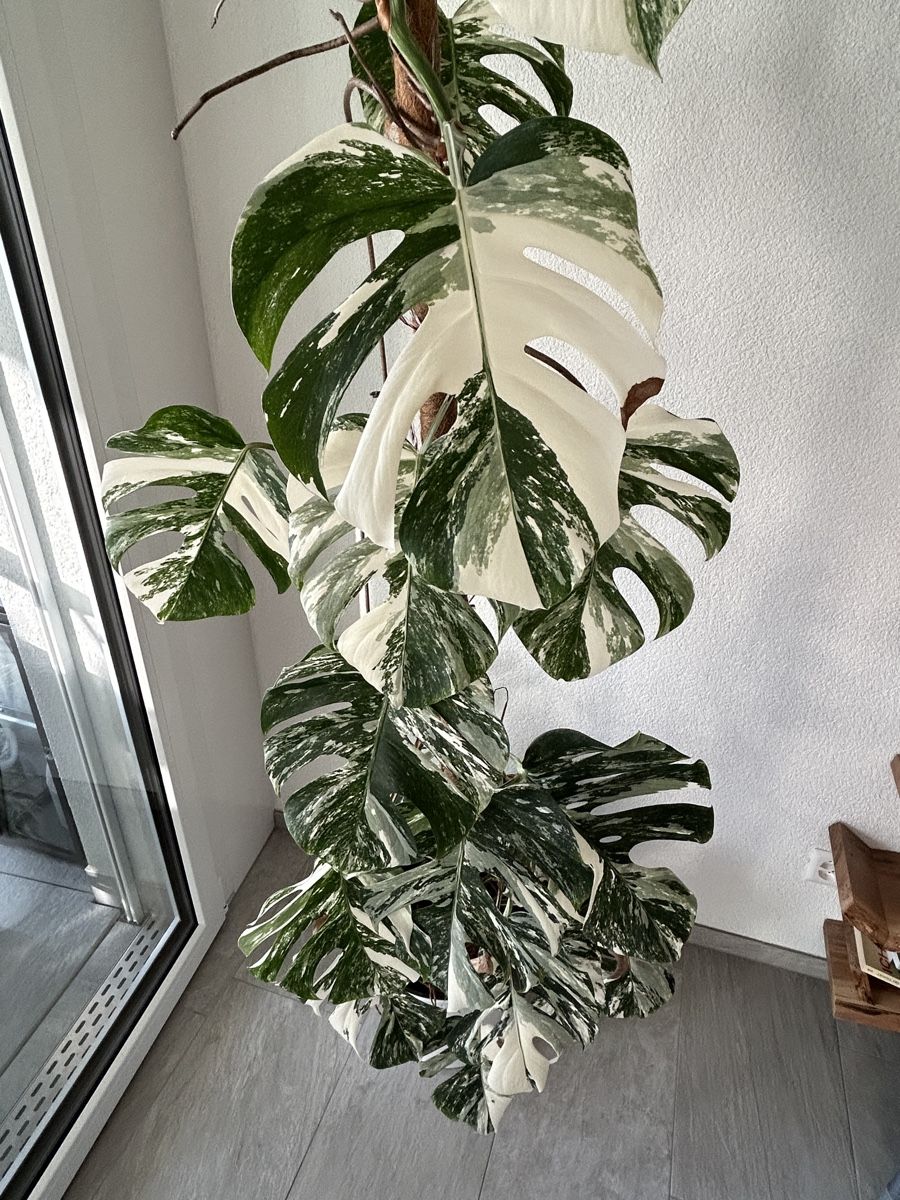 Monstera Deliciosa Variegata (Gebraucht) in Hausen AG fr CHF 450  nur  Abholung auf Ricardo kaufen