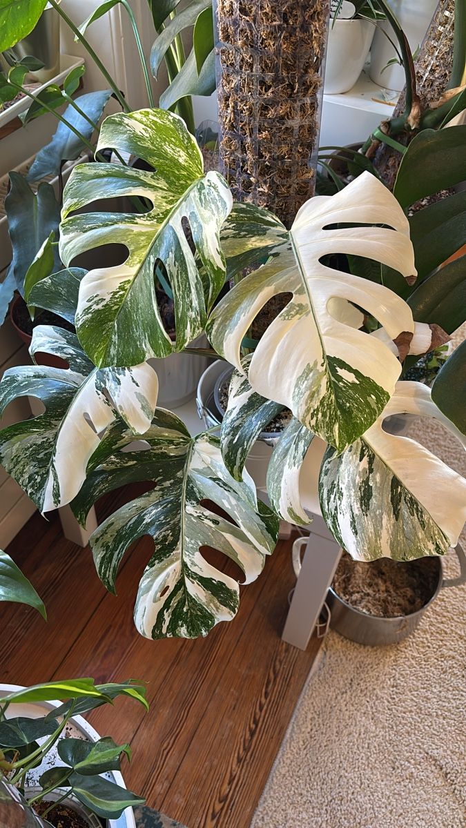 Monstera Deliciosa Albo Variegata (Neu (gemss Beschreibung)) in Basel fr  CHF 25  mit Lieferung auf Ricardo kaufen