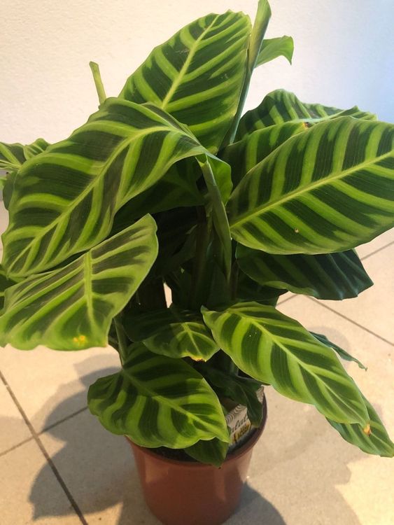 CALATHEA ZEBRINA BLANCO Zierpflanze 40cm Kaufen auf Ricardo
