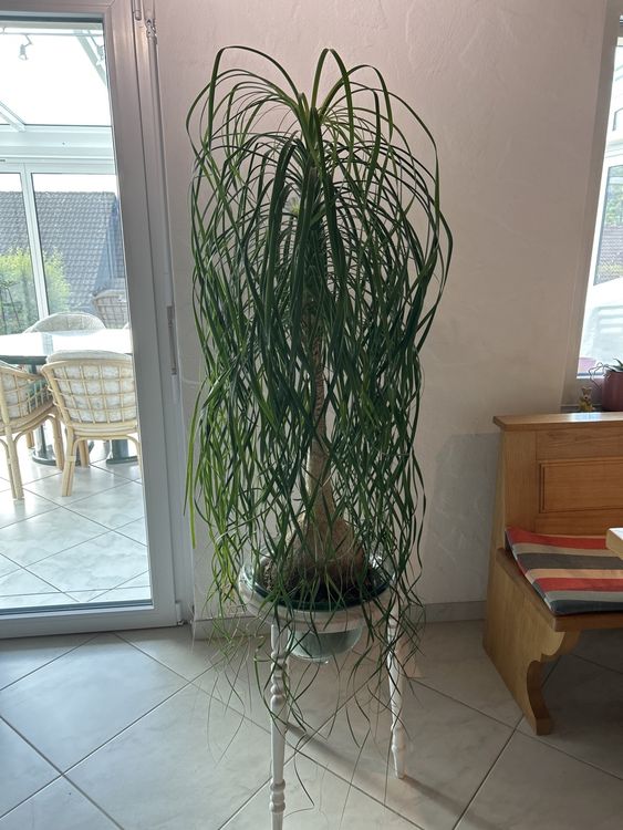 Hanpo Makramee Pflanzenaufhänger Aus Hanfseil – 8-beinig, 160 Cm, Für Töpfe 30,5–33 Cm