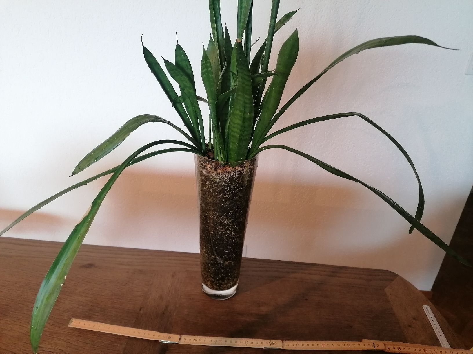 Piante & sementi: Grand Sansevieria - arrosage minimal – Usato da Le Mont-Pèlerin venduto da dundun1 3
