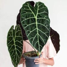 Profile image of kebz