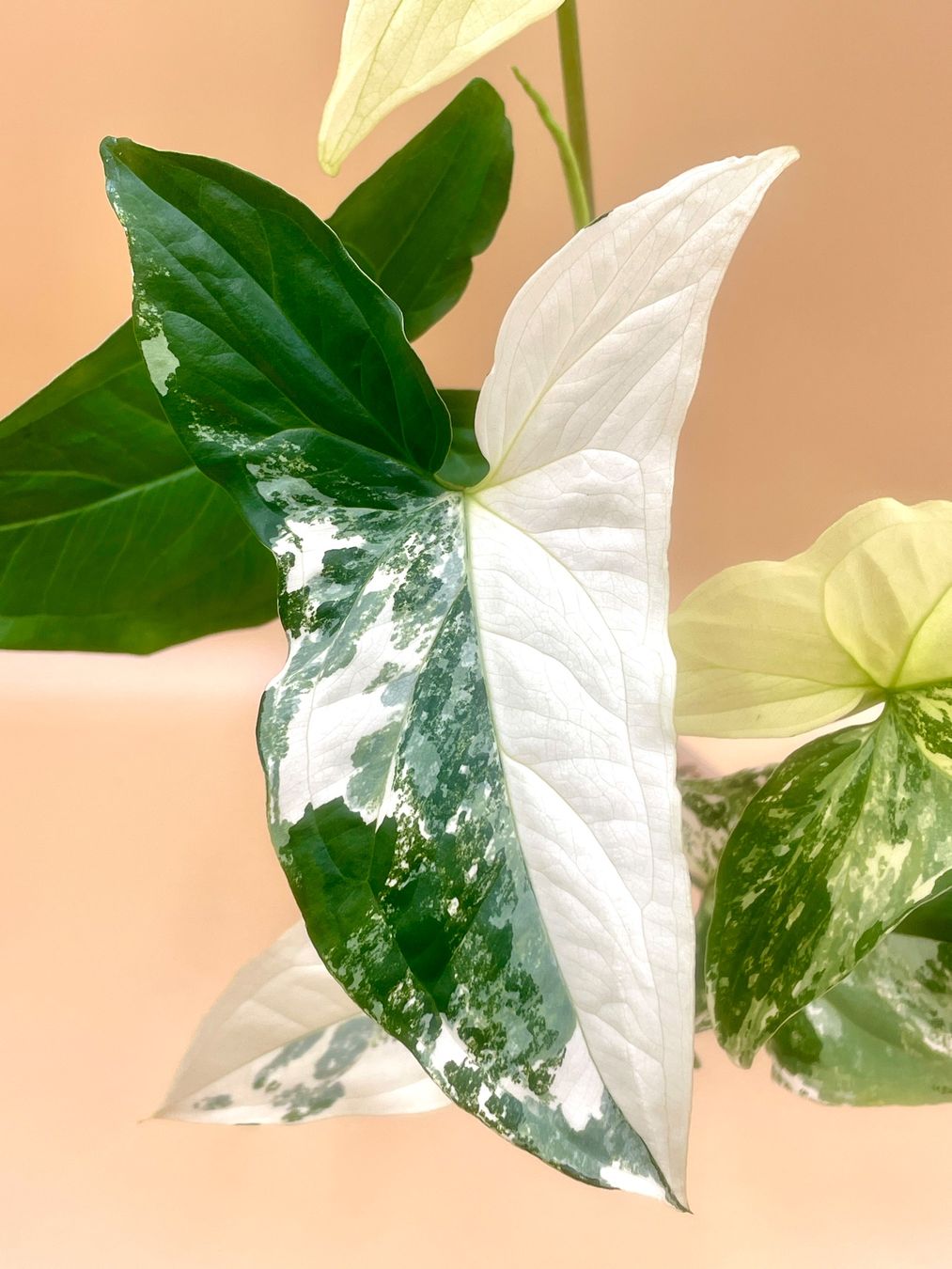 Plantes & graines: Syngonium Albo Variegata – Neuf (Voir description) à Zürich par Leafscape 1