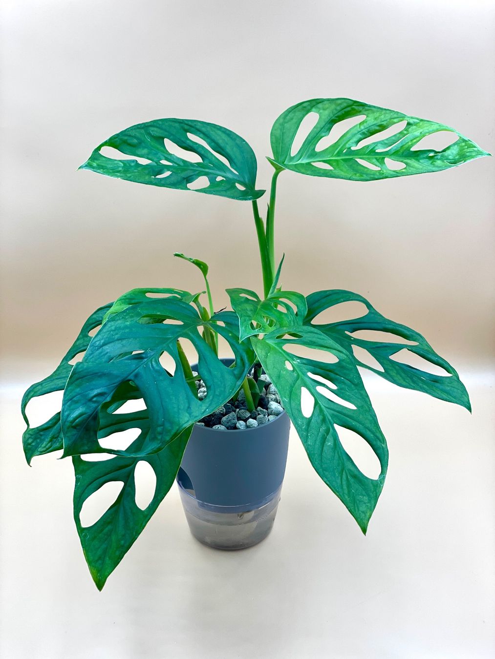 Piante & sementi: Monstera Monkey Leaf im Selbstbewässerungstopf – Nuovo (secondo la descrizione) da Zürich venduto da Leafscape