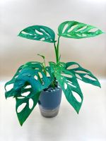 Monstera Monkey Leaf im Selbstbewässerungstopf