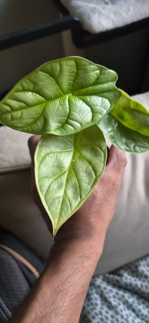 Pflanzen & Samen: Alocasia - Dragon Gold RARA – Gebraucht aus Pregassona von maslud 1