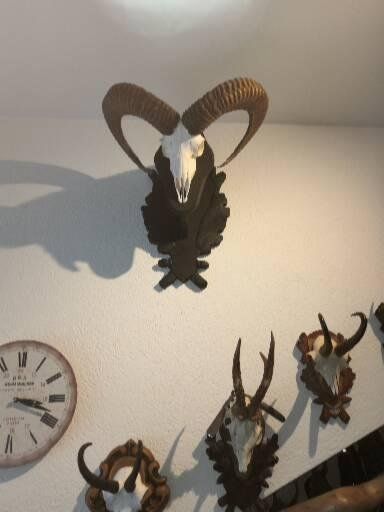 Altre raccolte & rarità: Kapitaler Mufflon – Nuovo (secondo la descrizione) da Kaltbrunn venduto da Reimin85 2