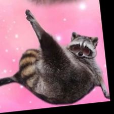 Profile image of Procyon_lotor