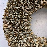 Bakuli-/Königinnenblumen-Trockenfrüchte 1kg zum dekorieren