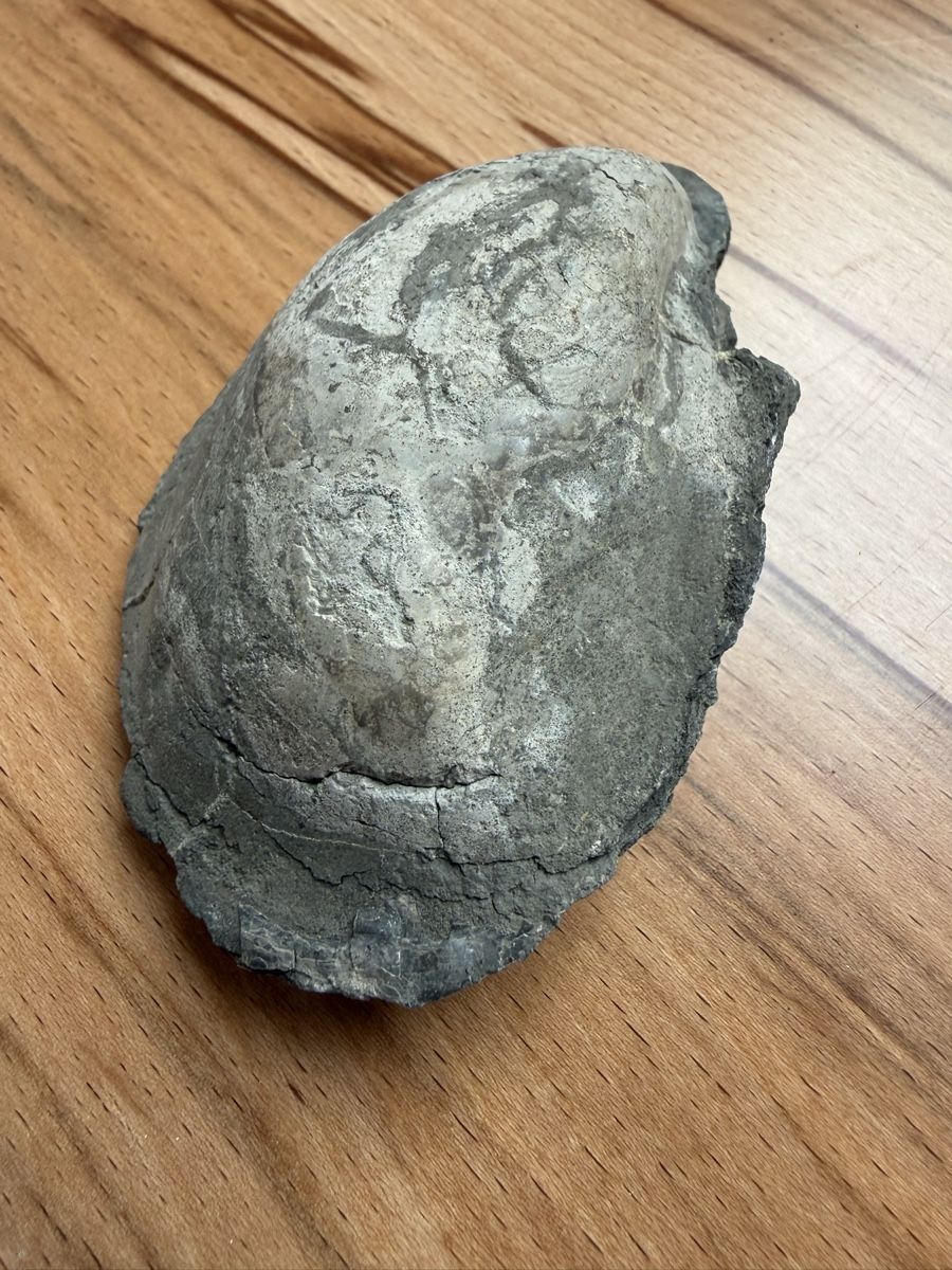 Fossili: Versteinerte Auster – Usato da Grenchen venduto da Bastet007 2