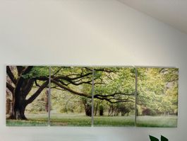 Leinwand- Baumbild 4teilig,  4 Bilder à je 35x50cm