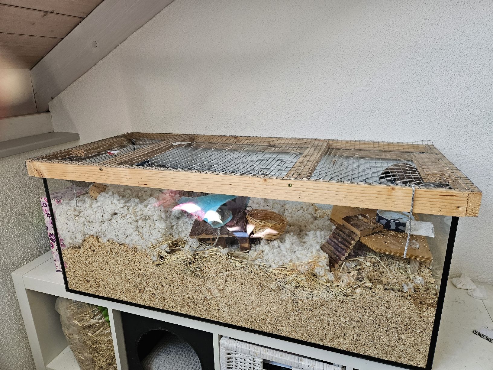 Gabbie, trasporto & Sicurezza: Terrarium/Hamsterkäfig – Usato da Ormalingen venduto da Lester11