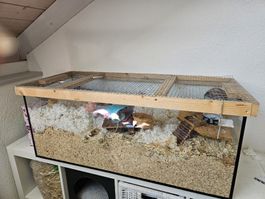 Terrarium/Hamsterkäfig