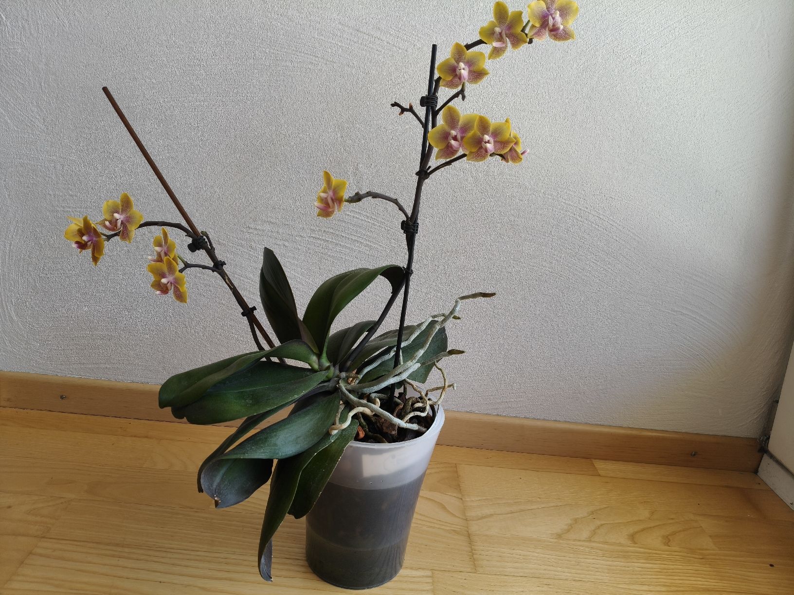 Piante & sementi: Phalaenopsis Sogo Lawrence  – Usato da Chamoson venduto da Yuriyaa 2