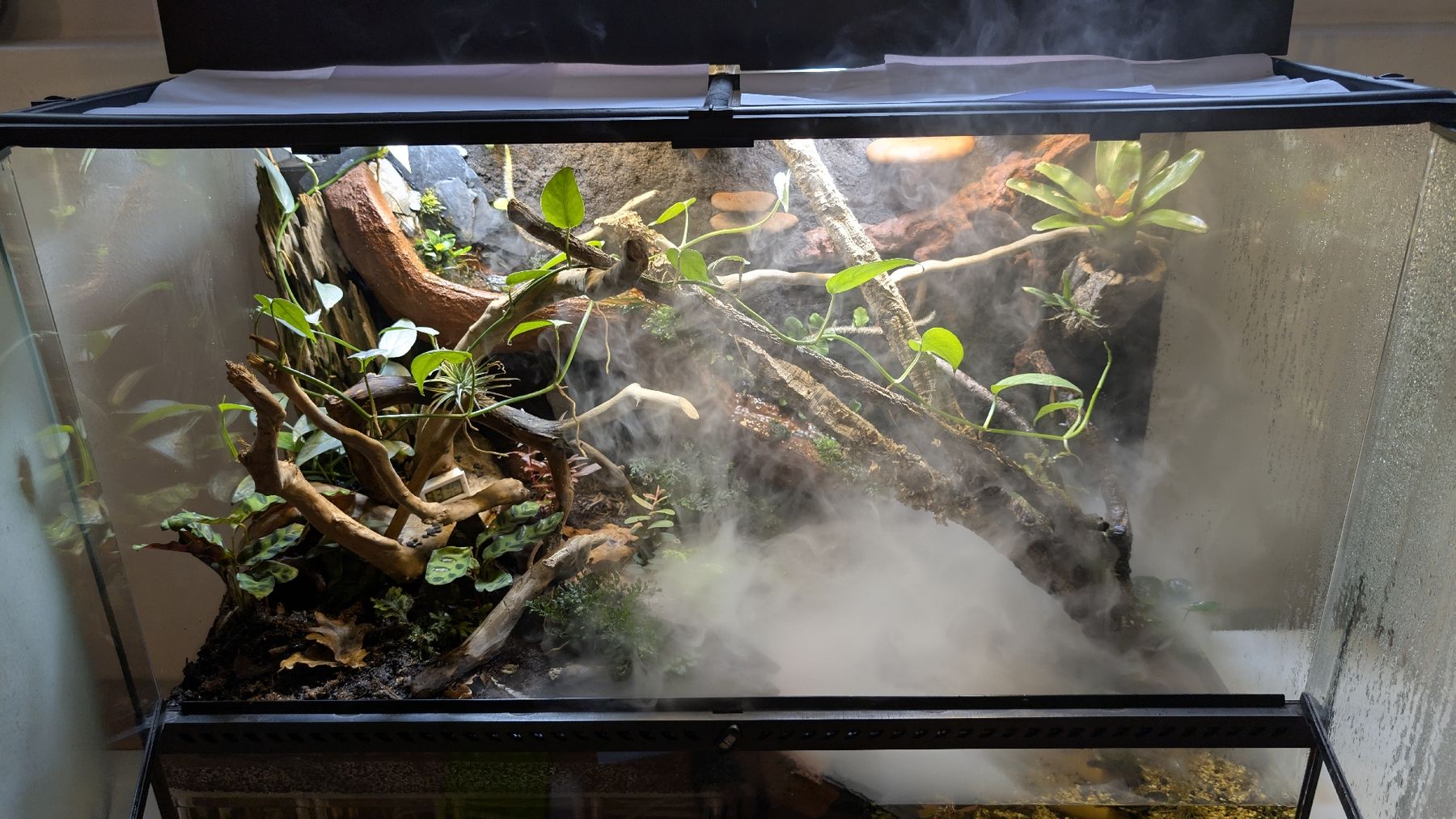 Exo terra Terrario: eingerichtetes EXO Terra, 90x45x60 – Usato da Thun venduto da L-uther 5