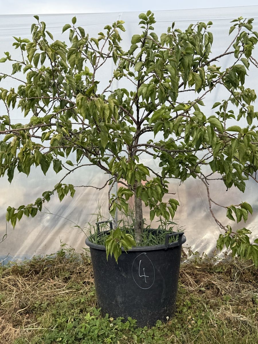 Pflanzen & Samen: Aprikosen - Baum  – Gebraucht aus Kleindöttingen von rennhard67