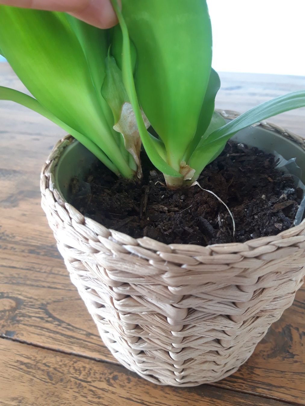 Zimmerpflanze Pflanze Drachenbaum Dracaena compact ohne Topf (Gebraucht) in  Feuerthalen fr CHF 6  nur Abholung auf Ricardo kaufen