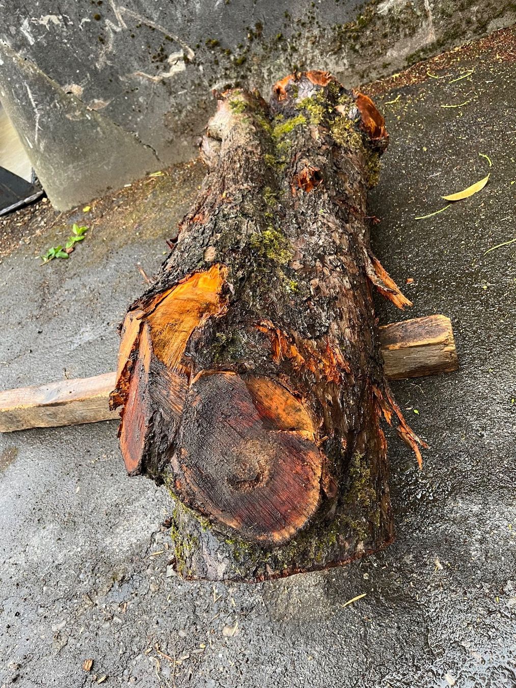 Holzartikel: Apfelbaumstamm – Neu (gemäss Beschreibung) aus Nürensdorf von Peterhakab 2