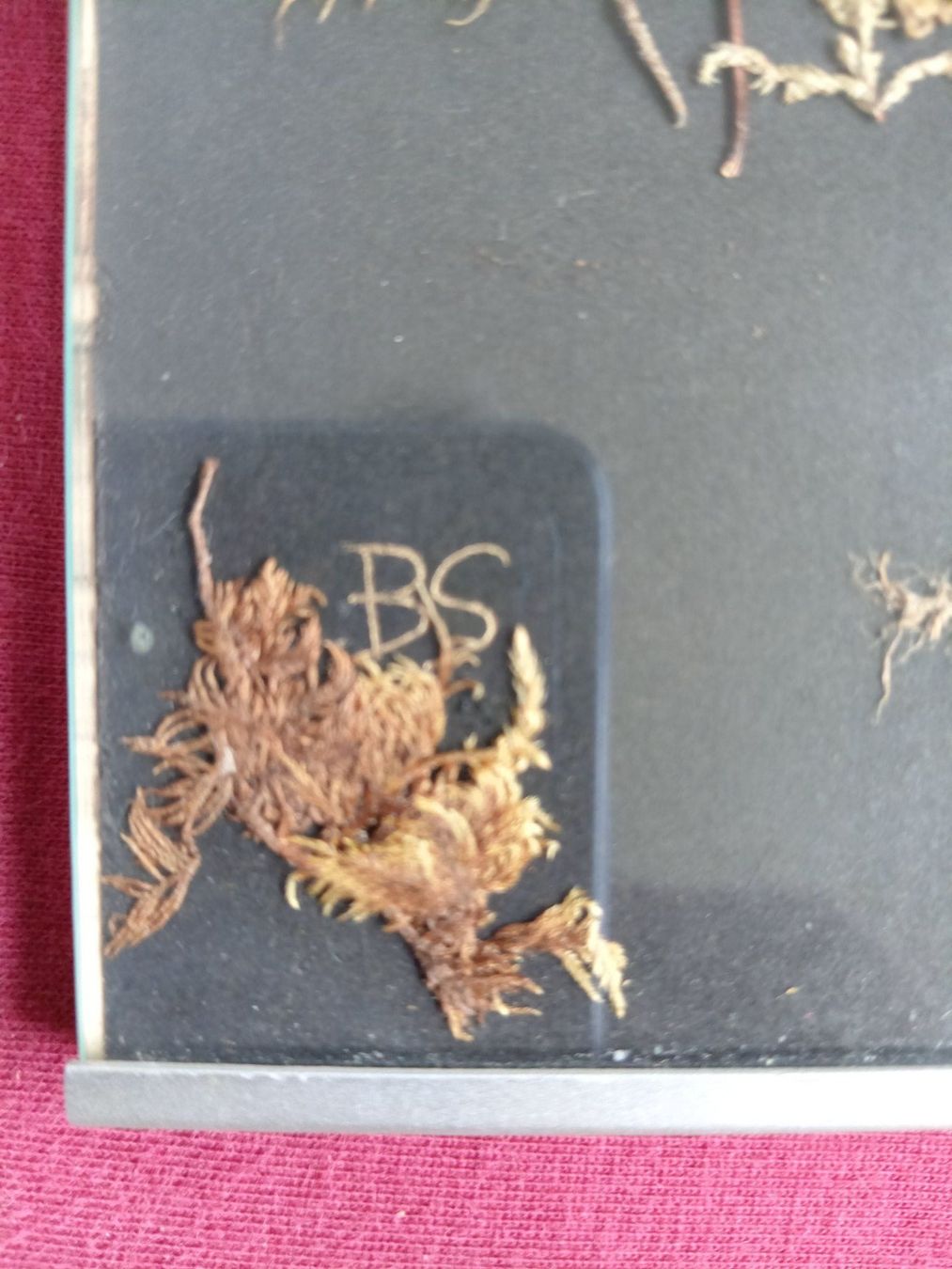 Foto & Immagini: Bild aus getrockneten Blumen und Gräser – Usato da Goldach venduto da Stricklinger 1