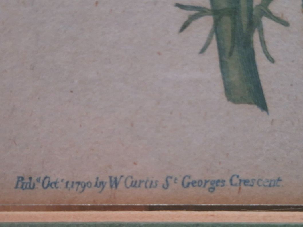 Incisioni: 2 Antike botanische Stiche - 1789, 1790 – Usato da Baldegg venduto da collect.hub 2