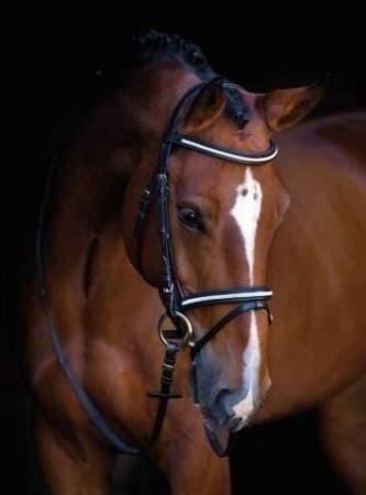 Briglie & Cavezze: Pferdezaum Silverado Warmblut – Nuovo e nell'imballaggio originale da St. Gallen venduto da schnaeppchen-preise