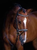 Pferdezaum Silverado Warmblut